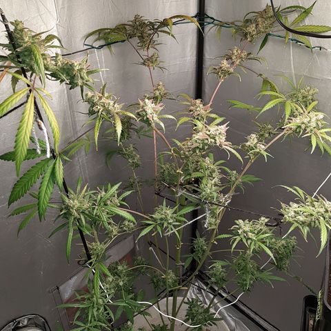 Assorted auto buddha seed  growlog timeline photo
