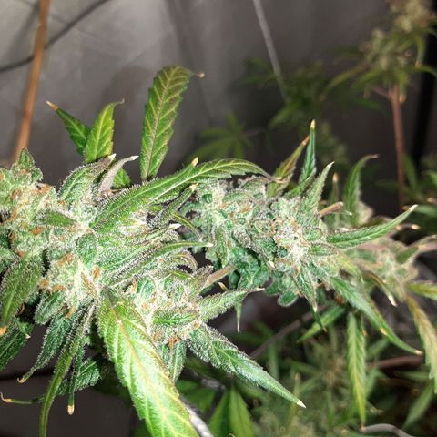 Assorted auto buddha seed  growlog timeline photo