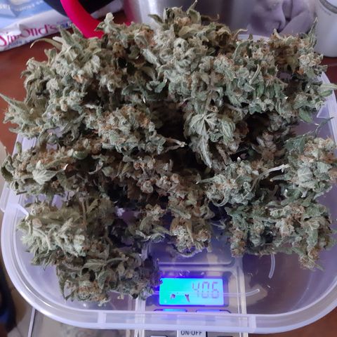 Assorted auto buddha seed  growlog timeline photo