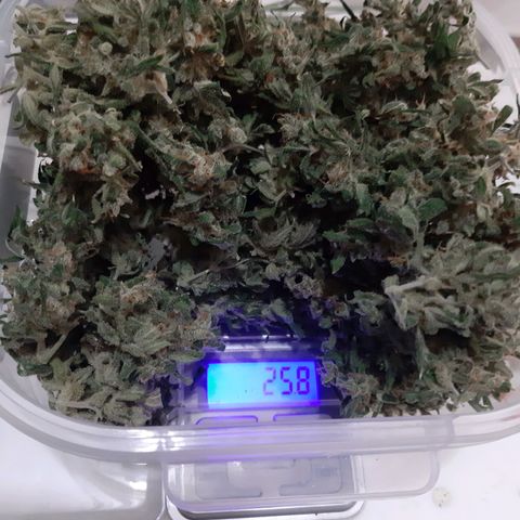 Assorted auto buddha seed  growlog timeline photo