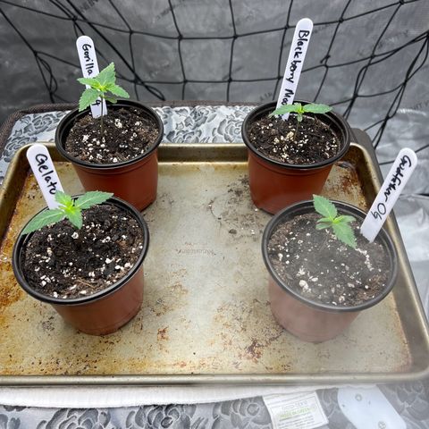 Godfather OG growlog timeline photo