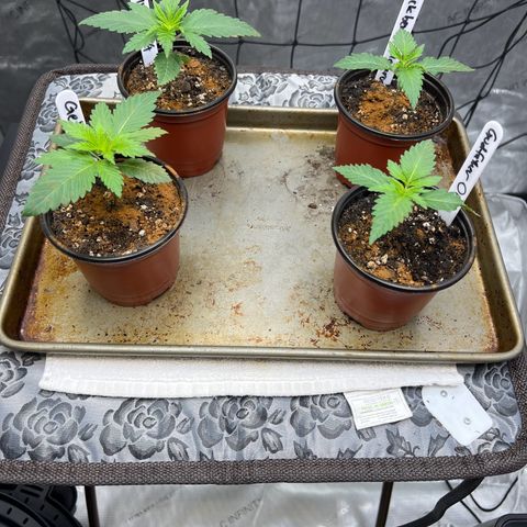 Godfather OG growlog timeline photo