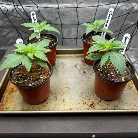 Godfather OG growlog photo: Removed heating pad