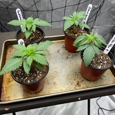 Godfather OG growlog photo: Added CO2 bag