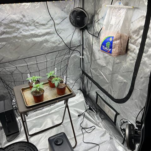 Godfather OG growlog photo: Added CO2 bag