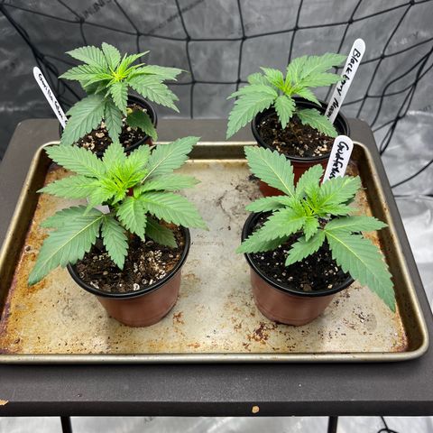Godfather OG growlog timeline photo