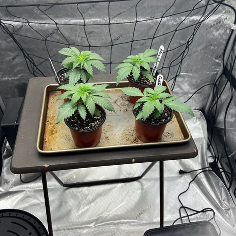 Godfather OG growlog timeline photo