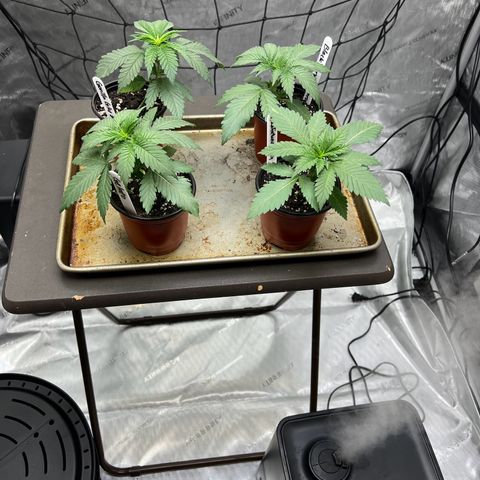 Godfather OG growlog timeline photo