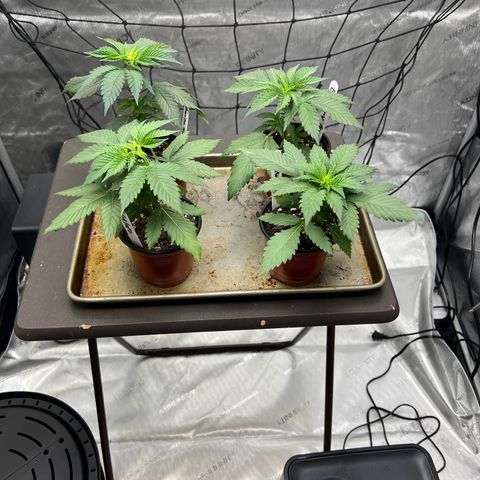 Godfather OG growlog timeline photo