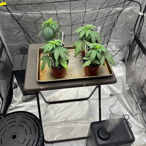 Godfather OG growlog timeline photo