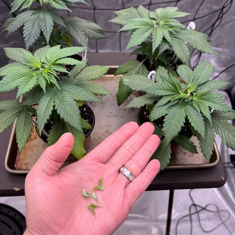 Godfather OG growlog timeline photo