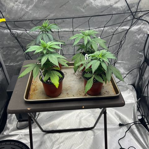 Godfather OG growlog timeline photo
