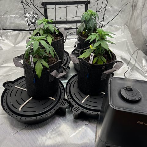 Godfather OG growlog photo: Transplanted 