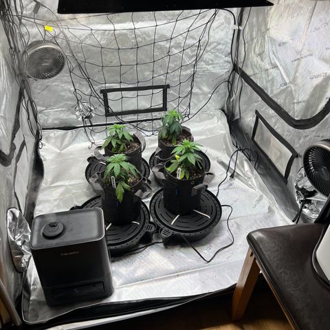 Godfather OG growlog photo: Transplanted 