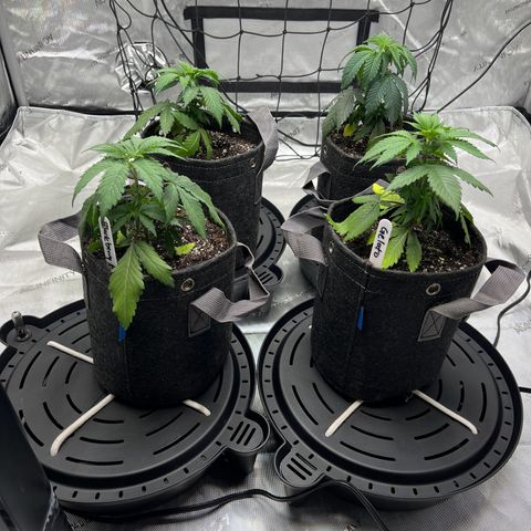 Godfather OG growlog photo: Transplanted 