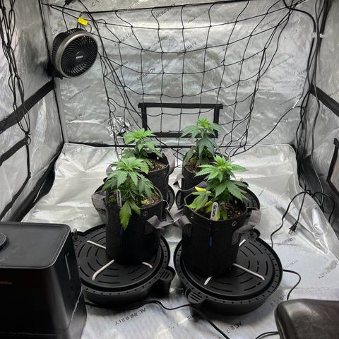 Godfather OG growlog timeline photo