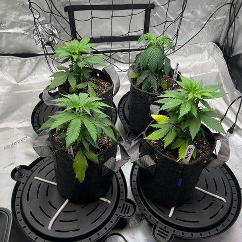 Godfather OG growlog photo: Gorilla Glue always looking the droopiest.  Gave her an extra 100ml water