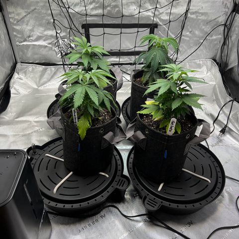 Godfather OG growlog photo: Gorilla Glue is always the thirstiest of the 4