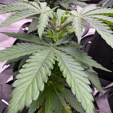 Godfather OG growlog timeline photo