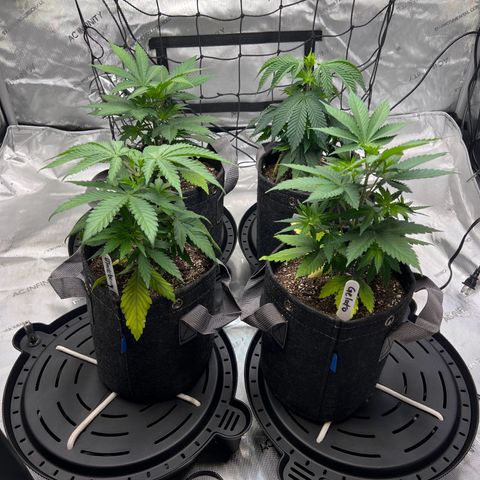 Godfather OG growlog timeline photo