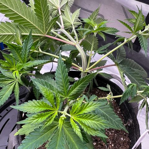 Godfather OG growlog photo: First Low Stress Training of 3 of the 4 plants