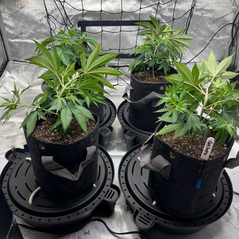 Godfather OG growlog photo: First Low Stress Training of 3 of the 4 plants