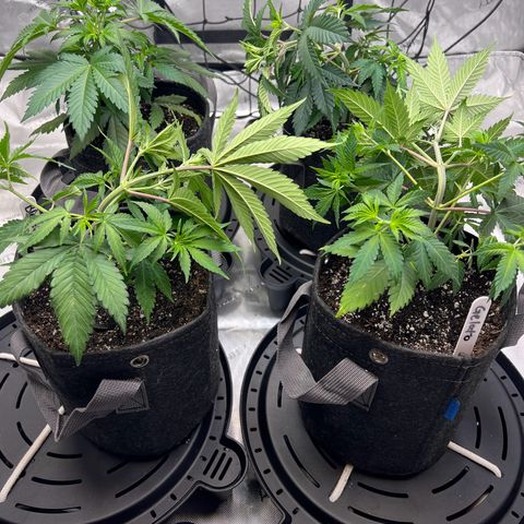 Godfather OG growlog photo: First Low Stress Training of 3 of the 4 plants