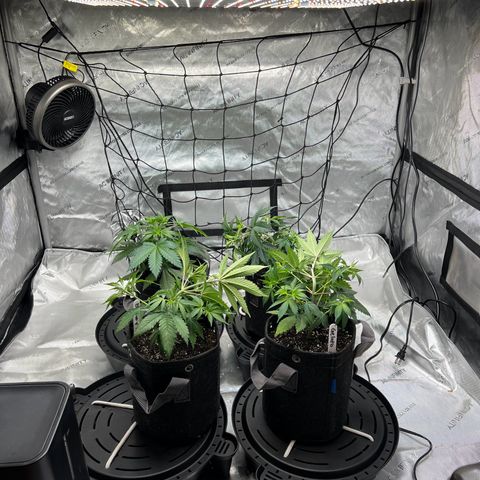 Godfather OG growlog photo: First Low Stress Training of 3 of the 4 plants