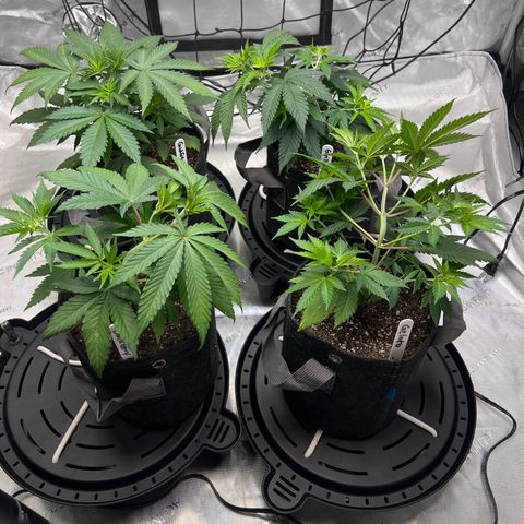 Godfather OG growlog timeline photo