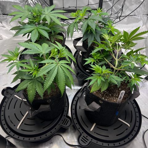 Godfather OG growlog timeline photo