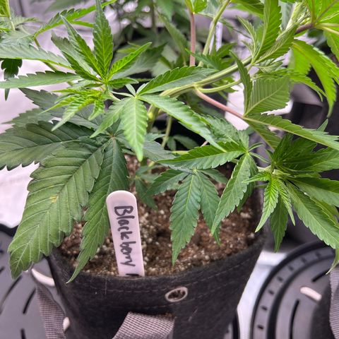 Godfather OG growlog timeline photo