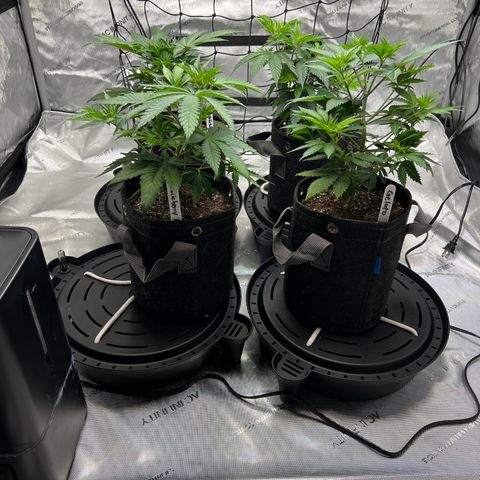 Godfather OG growlog timeline photo
