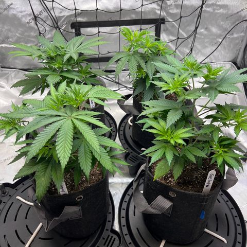 Godfather OG growlog timeline photo