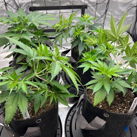 Godfather OG growlog timeline photo