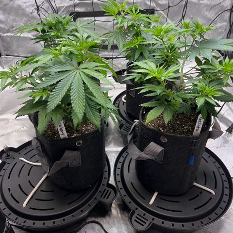 Godfather OG growlog timeline photo