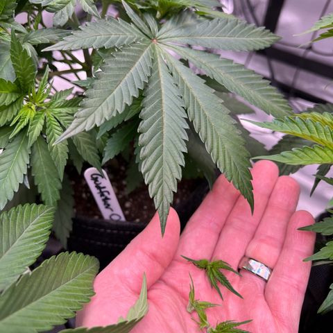 Godfather OG growlog photo: 2nd Topping and LST training to all except for the Godfather OG (back left)