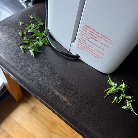 Godfather OG growlog photo: 2nd Topping and LST training to all except for the Godfather OG (back left)