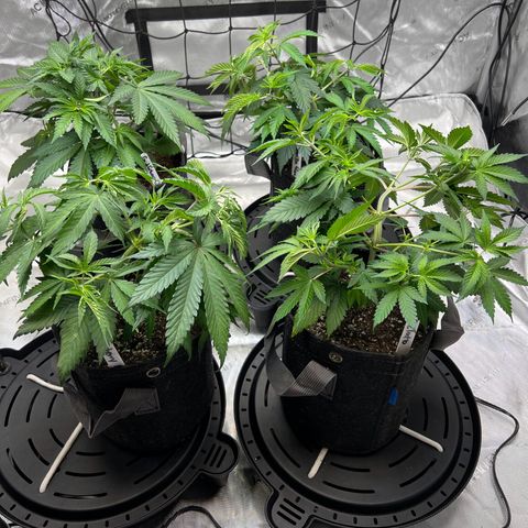 Godfather OG growlog photo: 2nd Topping and LST training to all except for the Godfather OG (back left)