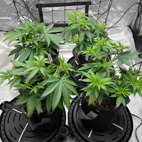Godfather OG growlog photo: 2nd Topping and LST training to all except for the Godfather OG (back left)