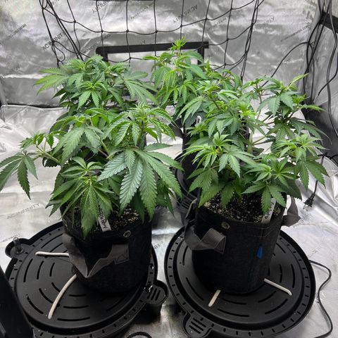 Godfather OG growlog photo: 1 Day after 2nd topping