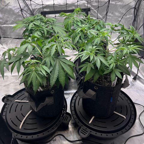 Godfather OG growlog timeline photo