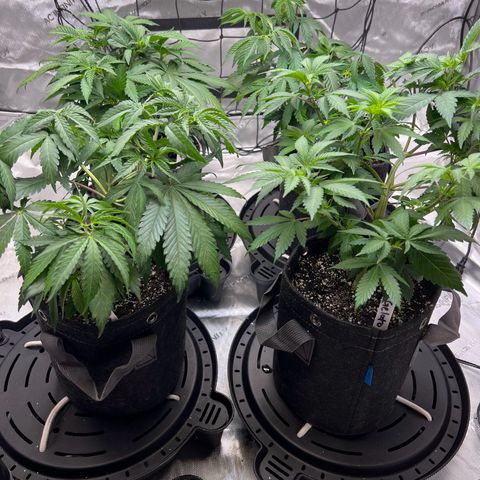 Godfather OG growlog timeline photo