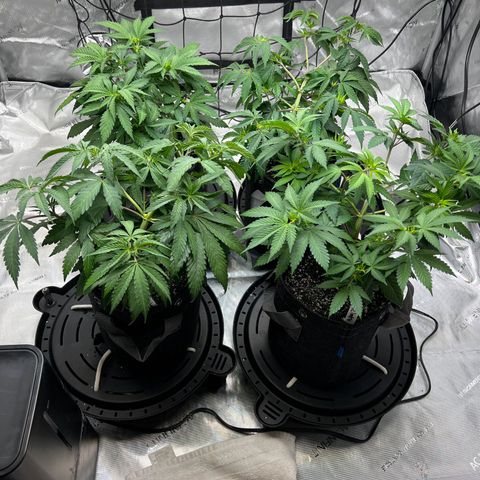 Godfather OG growlog timeline photo