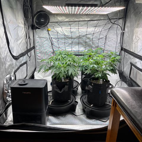 Godfather OG growlog photo: Girls are looking thirsty