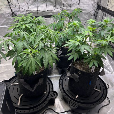 Godfather OG growlog photo: Girls are looking thirsty