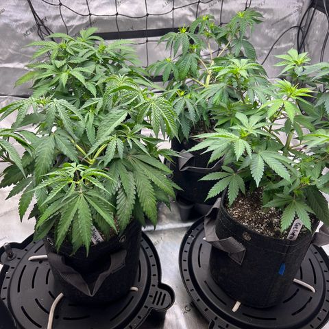 Godfather OG growlog photo: Girls are looking thirsty
