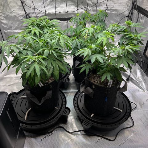 Godfather OG growlog timeline photo