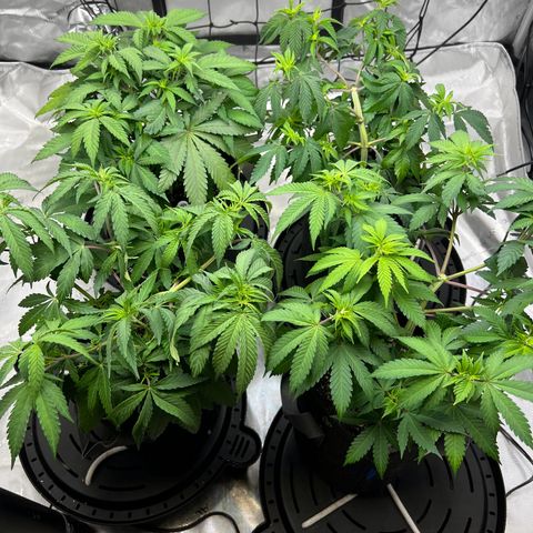 Godfather OG growlog photo: Increased daily water 200ml