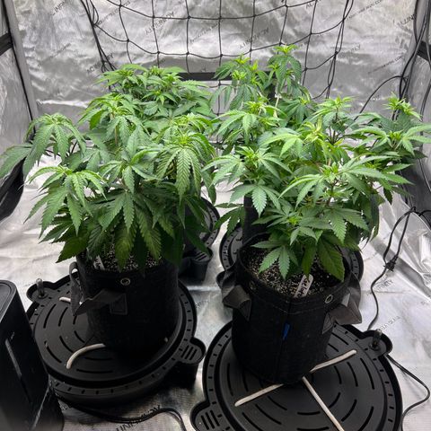 Godfather OG growlog photo: Increased daily water 200ml