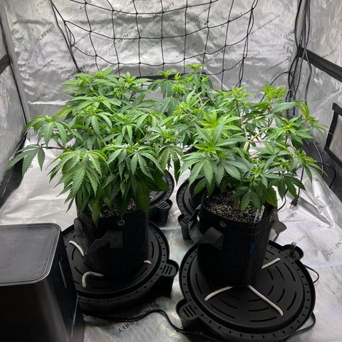 Godfather OG growlog timeline photo